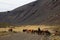 Gauchos and herd of cows in Argentina
