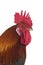 Gaulois Dore Domestic Chicken, a French Breed, Cock against White Background