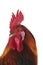 Gaulois Dore Domestic Chicken, a French Breed, Cock against White Background