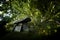 Gaulstown dolmen