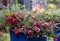 Gaultheria Mucronata, Pernettya or Prickly Heath. Evergreen shrub in a blue ceramic plant pot, with large pink and purple berries.