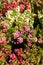 Gaultheria mucronata ripened autumn fruits. Berries white pink Pernettya background vertical