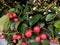 Gaultheria procumbens 'Big Berry'