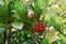 Gaultheria Procumbens with red berries.