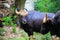 Gaur