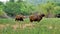 The gaur also known as the Indian bison is a bovine native to South and southeast Asia