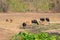 Gaur and Banteng in saltlick at Huai Kha Khaeng wildlife sanctuary, Thailand