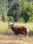 Gaur - bull