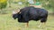 Gaur eating grass in real nature in Thailand Khao Pheangma