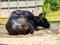 Gaur Indian bison