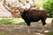 Gaur, Indian Bison