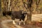 Gaur or Indian Bison or bos gaurus at bandhavgarh national park india