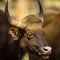 Gaur or Indian Bison or bos gaurus close up or portrait at bandhavgarh national park madhya pradesh india