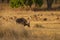 Gaur or Indian Bison or bos gaurus a danger animal or beast in landscape or field in summer morning safari at bandhavgarh national