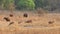 Gaur or Indian Bison or bos gaurus herd a danger animal or beast alert with alarm call of spotted deer or chital axis deer in
