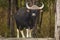 Gaur or Indian Bison or bos gaurus a showstopper closeup or portrait and black drongo bird on his back in morning safari at kanha