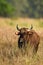 Gaur or Indian Bison or bos gaurus a Vulnerable animal portrait from central india jungle