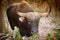 Gaur or Indian bison in the forest