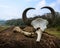 Gaur - Indian bison, skull and bones