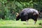 Gaur roaming in green grass