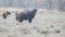 A gaur snorts in the direction of a young tiger at tadoba in india