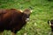 Gaur spotted in Bandipur national park