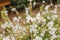 Gaura Butterfly Bush in full bloom in cottage garden