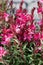 Gaura lindheimeri, beeblossom pink flowers