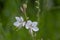 Gaura lindheimeri clockweed beeblossom Whirling Butterflies white flowers petals in bloom, long flowering indian feather plant