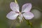 Gaura lindheimeri clockweed beeblossom Whirling Butterflies white flowers petals in bloom, long flowering indian feather plants