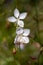 Gaura lindheimeri clockweed beeblossom Whirling Butterflies white flowers petals in bloom, long flowering indian feather plants