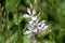 Gaura lindheimeri clockweed beeblossom Whirling Butterflies white flowers petals in bloom, long flowering indian feather plants