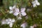 Gaura lindheimeri clockweed beeblossom Whirling Butterflies white flowers petals in bloom, long flowering indian feather plants