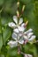 Gaura lindheimeri clockweed beeblossom Whirling Butterflies white flowers petals in bloom, long flowering indian feather plants