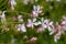 Gaura lindheimeri clockweed beeblossom Whirling Butterflies white flowers petals in bloom, long flowering indian feather plants