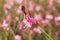 Gaura lindheimeri or Whirling butterflies flower