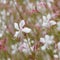 Gaura Whirling Butterflies