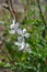 Gaura Whirling Butterflys