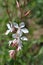 Gaura Whirling Butterflys