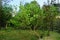 Gauva Fruit Tree in Jungle Himachal Pradesh India