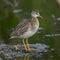 Gavia stellata bird migratory waterbird Northern Hemisphere inhabitant