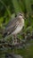 Gavia stellata bird migratory waterbird Northern Hemisphere inhabitant