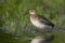Gavia stellata bird migratory waterbird Northern Hemisphere inhabitant
