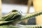 Gavial detail (small aligator head)