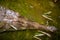 Gavial fish-eating crocodile Gavialis gangeticus in the water