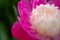 Gay Paree Peony