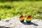 Gay Rainbow LGBT Color Flags on The Eggs.