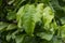 Gayam Inocarpus fagiferus leaves, known as Otaheite chestnuts, Polynesian chestnuts, or Tahiti chestnuts