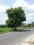 Gayam tree standing on the side of the highway connecting Merakurak and Jenu in Tuban Regency, East Java.