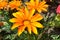 Gazania